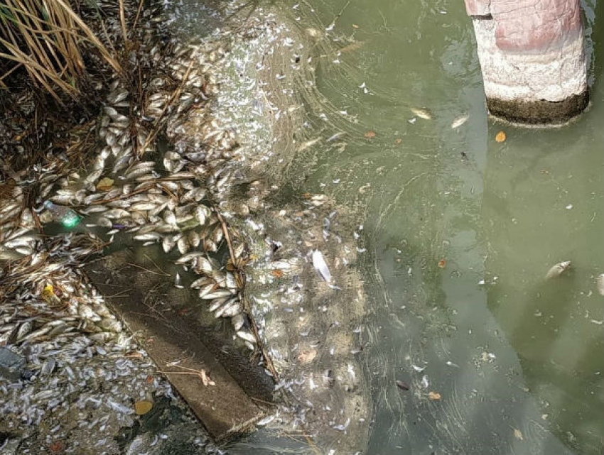 Разлагающаяся в пруду зоопарка рыба встревожила ростовчан