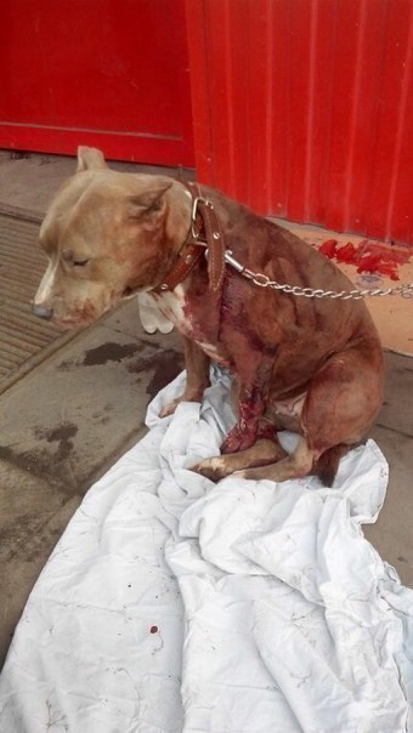 В Ростовской области неизвестные нанесли собаке десяток ударов ножом