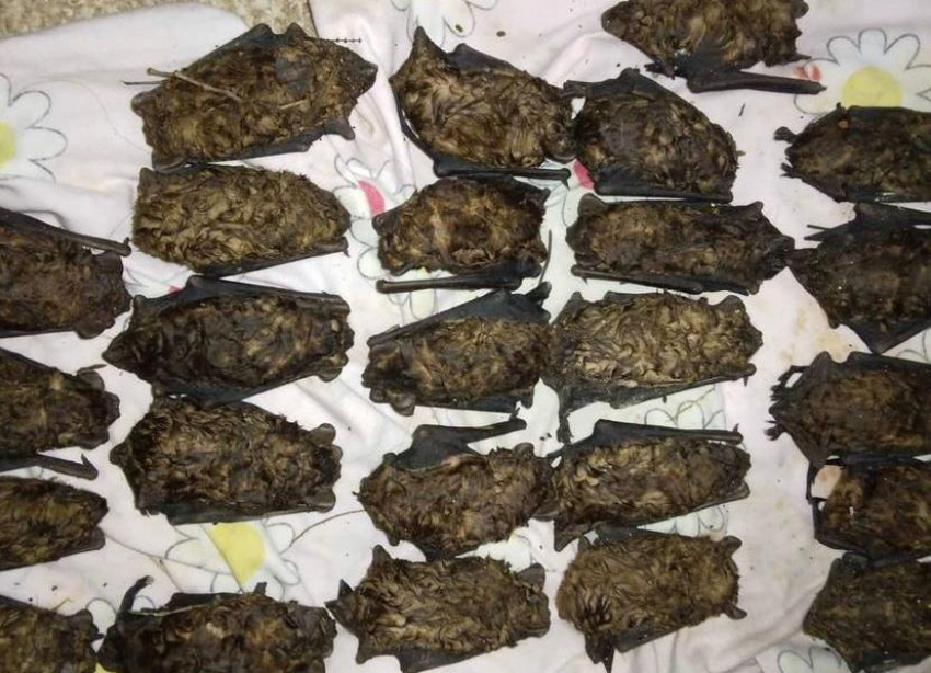 В Батайске неизвестные выбросили из окна многоэтажки стаю спящих летучих мышей