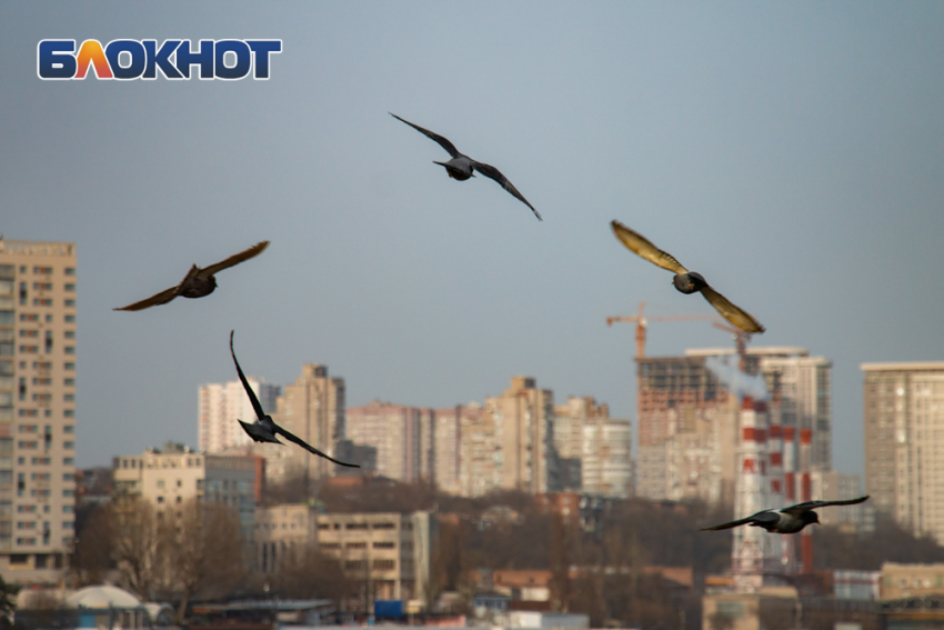 В «дурацкий» день ожидается прохладная и ветреная погода в Ростове