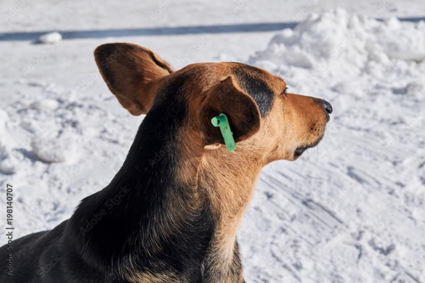 Неизвестные отравили собак на глазах у детей в одном из ЖК Ростова