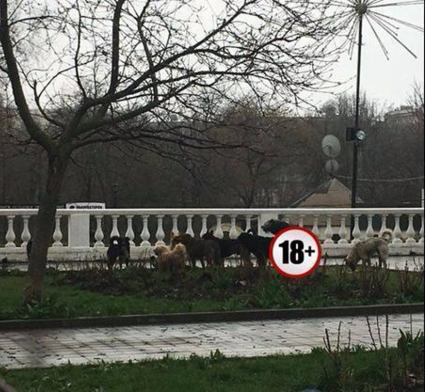 Свора собак спокойно разгуливает в центральном парке Ростова 