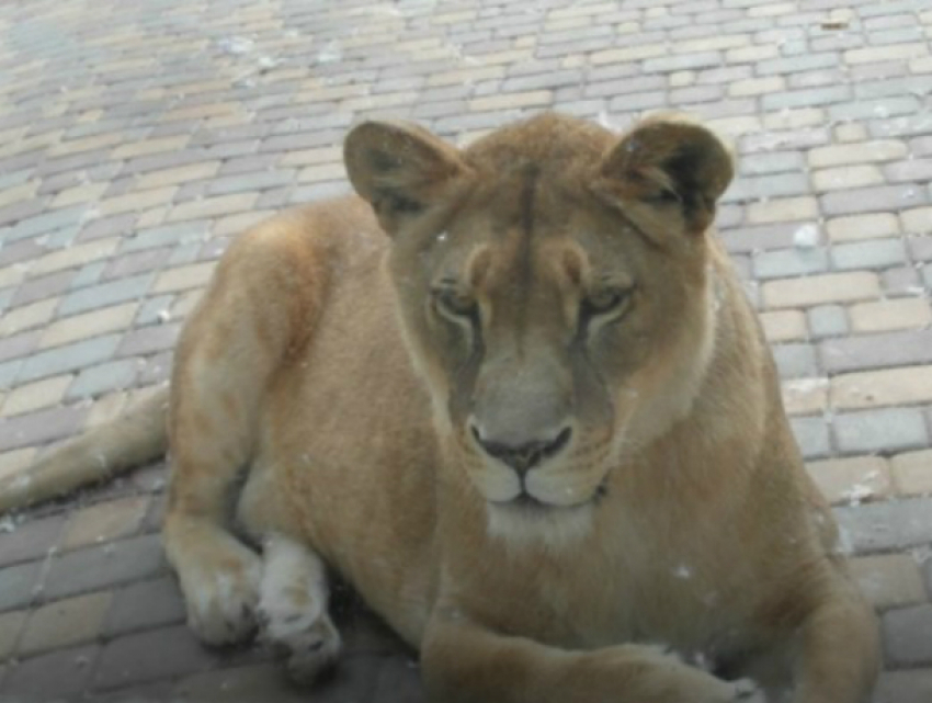 Покусавшая безалаберного рабочего львица скоропостижно скончалась в зоопарке Ростова