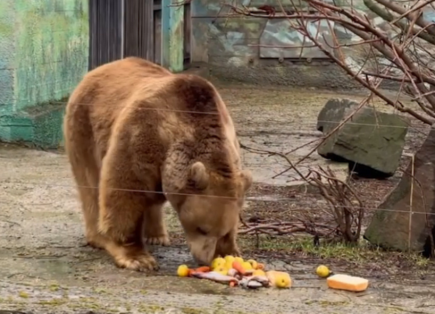 Медведи в зоопарке Ростова почувствовали весну и вышли из спячки