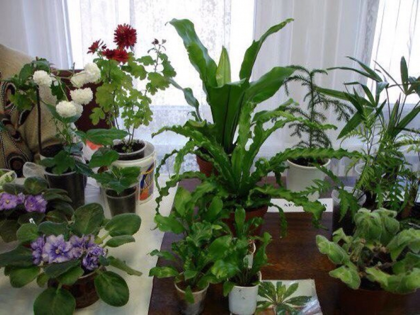 Ростовчане могут бесплатно приобрести комнатное растение своей мечты