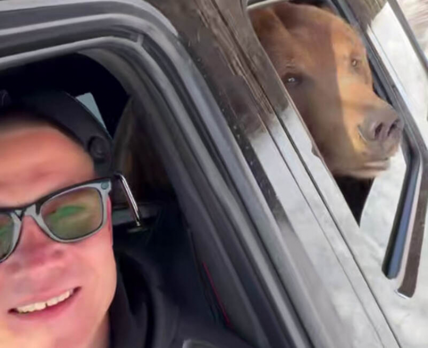 Прокатил медведя на Гелике ростовский каскадер Евгений Чеботарев