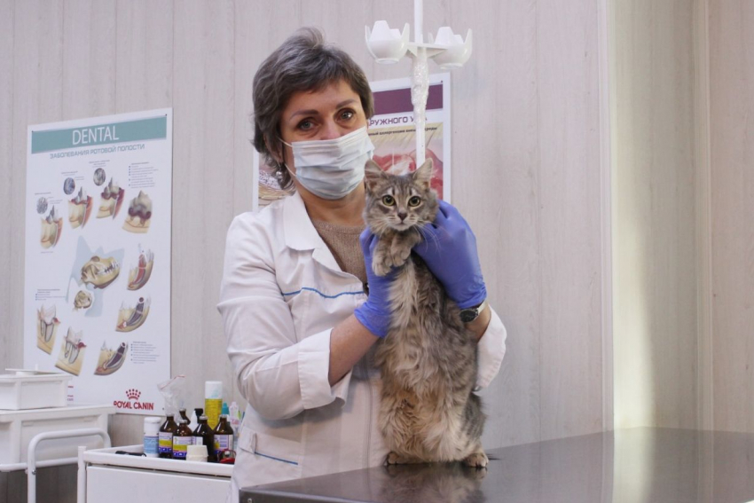 Льготную стерилизацию собак и кошек в Ростовской области продлили еще на год