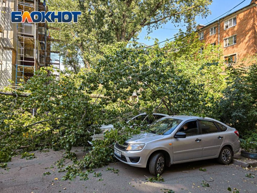 Дерево рухнуло на автомобили в Ростове