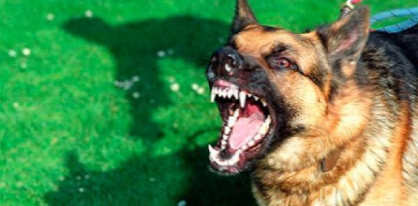 Овчарка, которая загрызла годовалую девочку в Дубовском районе, неоднократно нападала на хозяйку