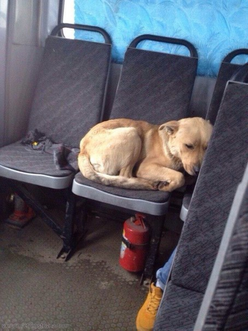 Собака в маршрутке стала причиной споров между ростовчанами 