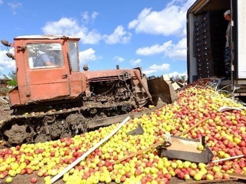 136 тонн яблок попали под бульдозер в Ростовской области из-за документов 