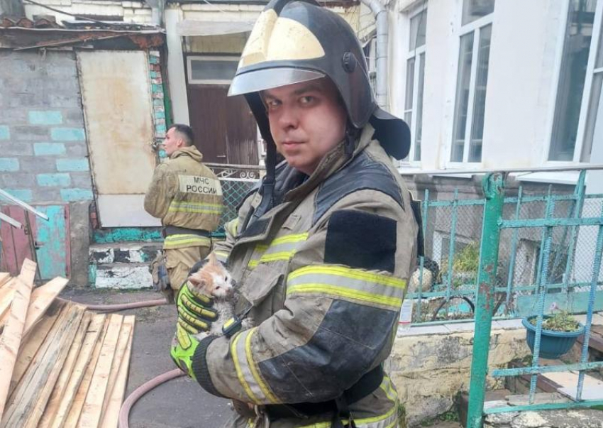 Сотрудники МЧС спасли пятерых котят из горящей квартиры в центре Ростова