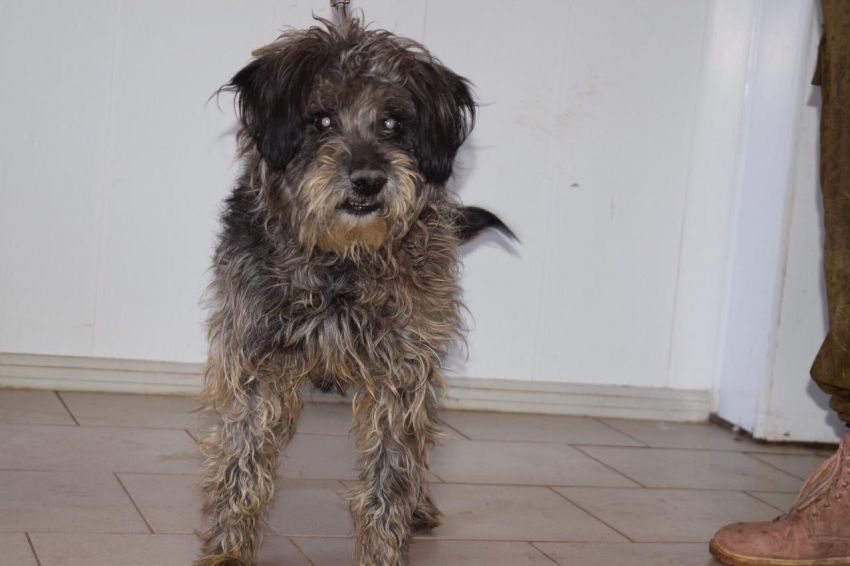 Ростовские волонтеры надеются на спасение слепого пса Пети