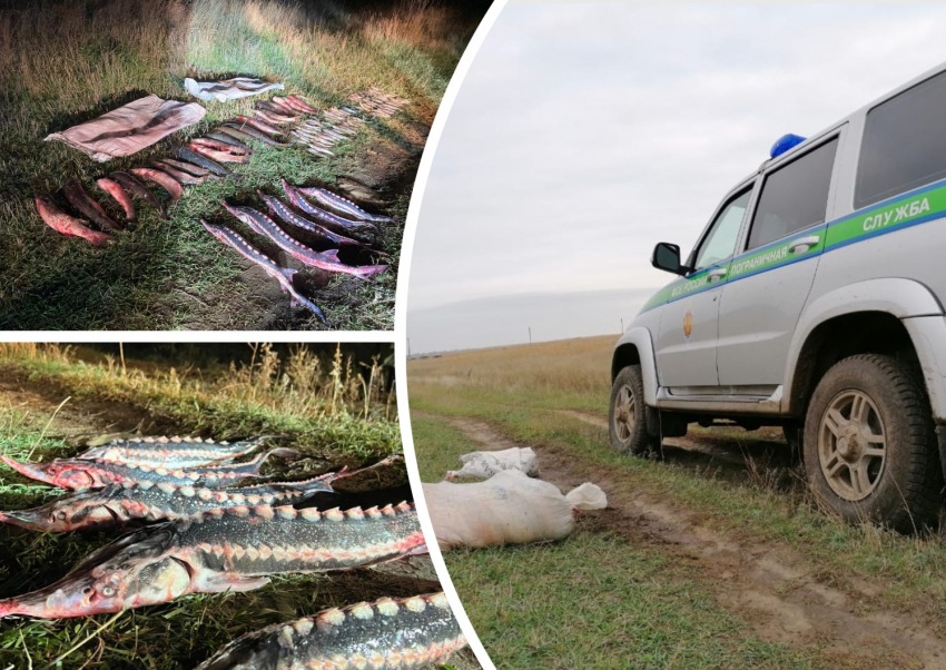 В Ростовской области поймали браконьеров с уловом севрюги на 800 тысяч рублей