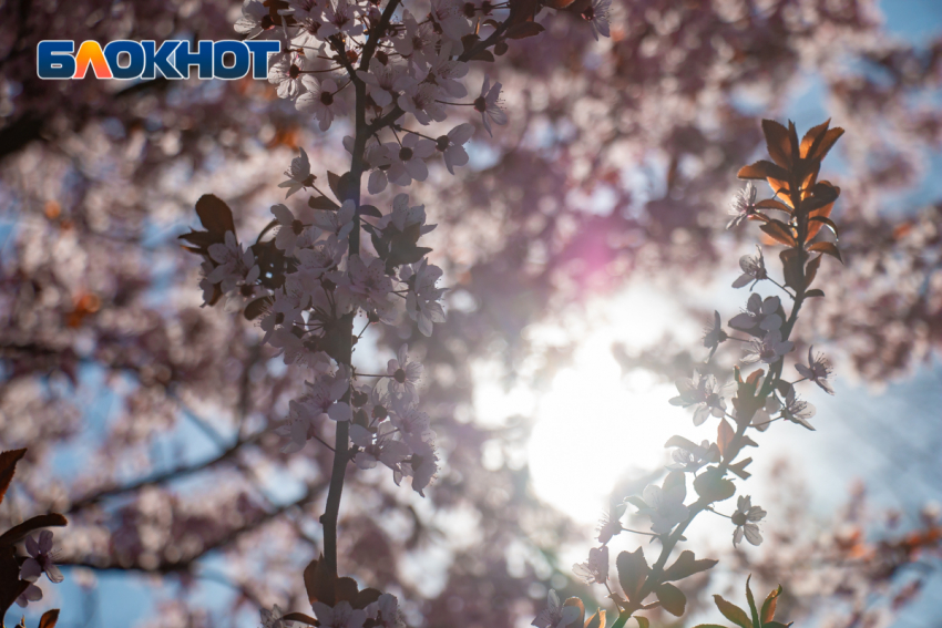 В Ростове сегодня ожидается до +10 градусов тепла 