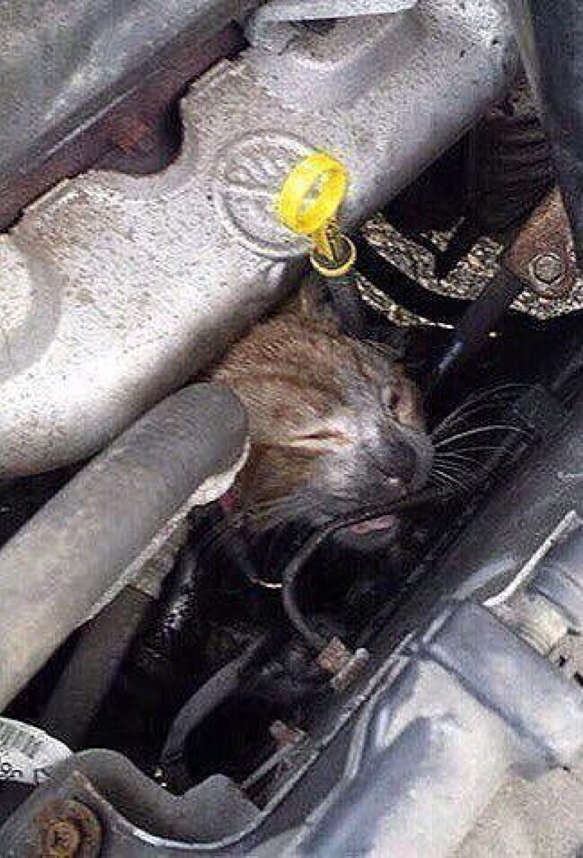 Жители Ростова призывают автовладельцев спасти уличных кошек от смерти