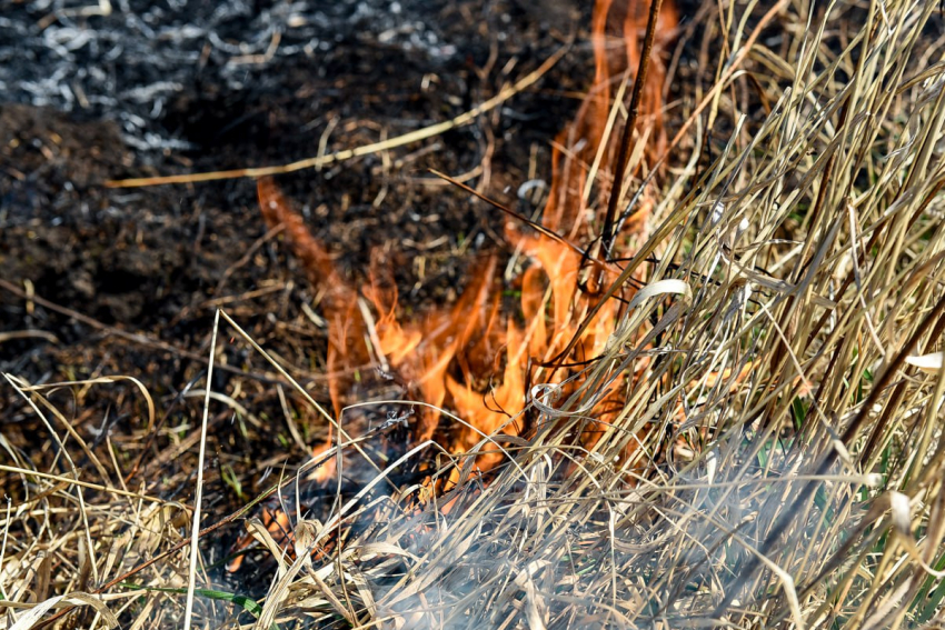 В Ростове на Вавилова проведут контролируемое сжигание растительности 