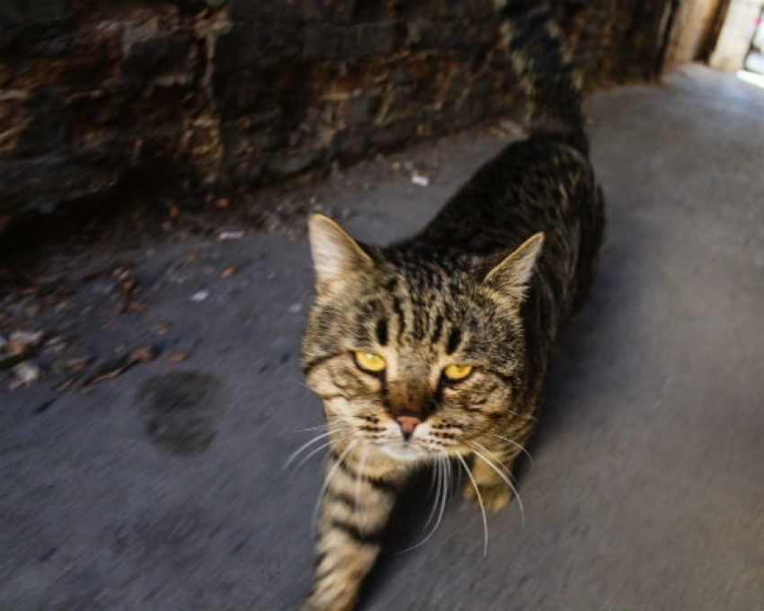 Облачно, но тепло: погода в Ростове на среду, 6 марта 