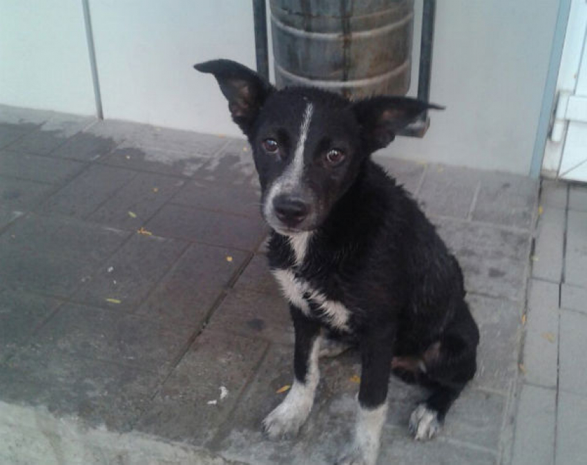 Наркоман до смерти забил щенка в Советском районе Ростова 