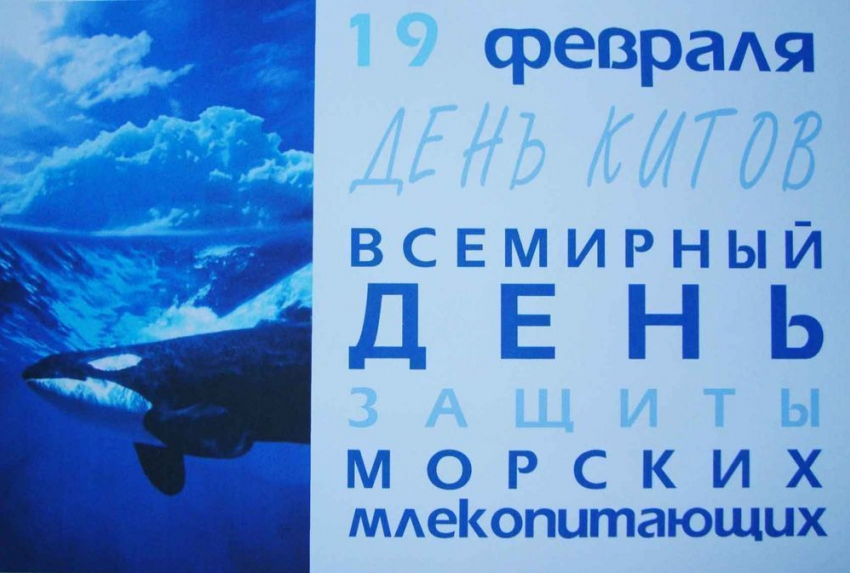 Календарь: 19 февраля – Всемирный день защиты морских млекопитающих и День китов