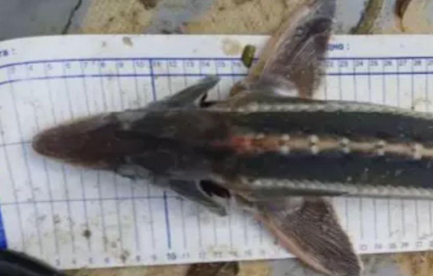 Редкую рыбу из Красной книги хотят вернуть в Дон спустя почти век