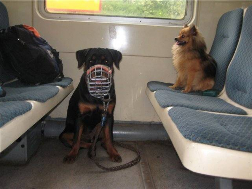 Можно в электричку с собакой. Сапсан вагон для животных. Вагон для животных в поезде Сапсан. Собака в поезде. Вагон для перевозки собак.