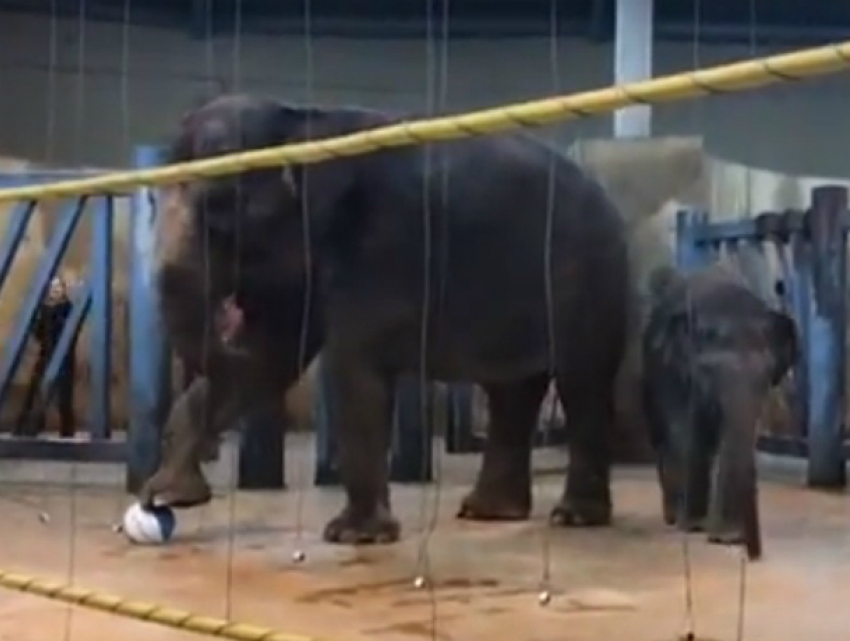 Уморительное обучение семилетней слонихи игре в футбол в зоопарке Ростова попало на видео
