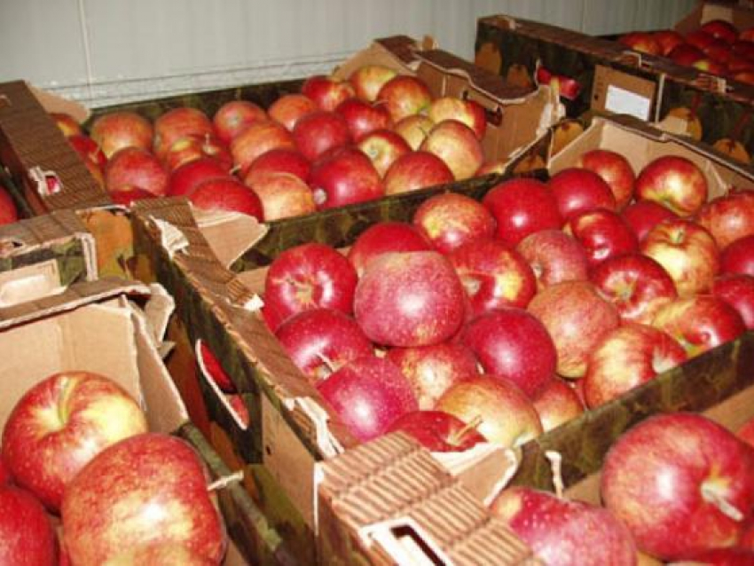 12,5 тонн импортных фруктов было уничтожено в Ростовской области 