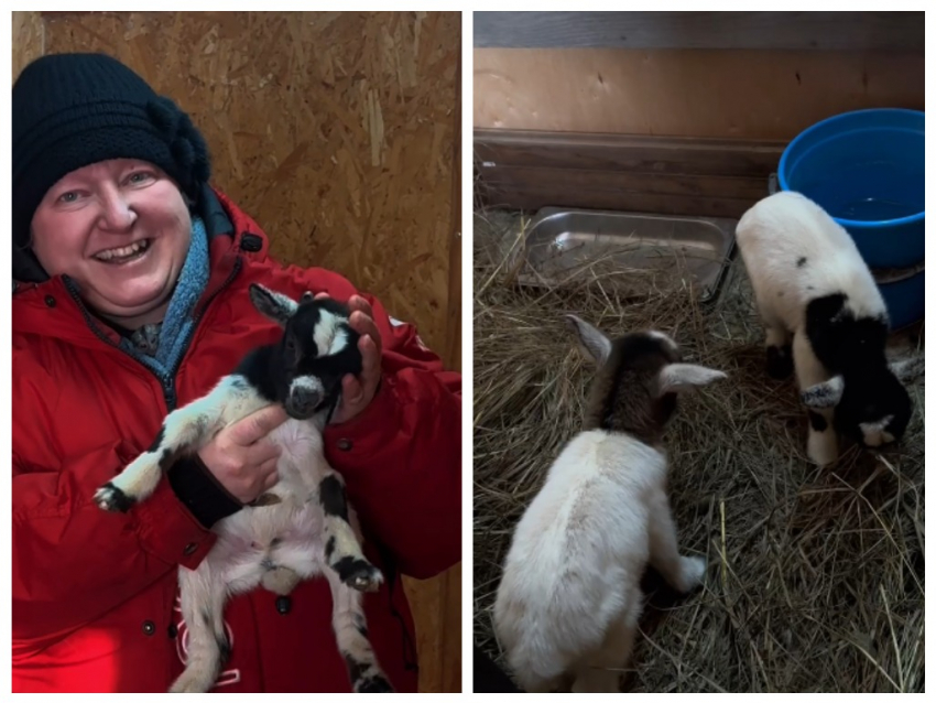 В донском парке «Малинки» за три дня родились 12 козлят 