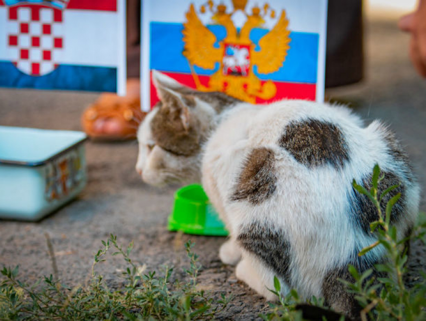Кошка-предсказательница, похожая на футбольный мяч, ищет дом в Ростове