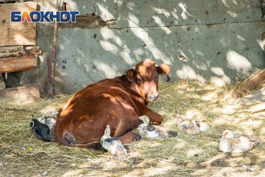В Кашарском районе Ростовской области ввели карантин из-за бешенства у скота 