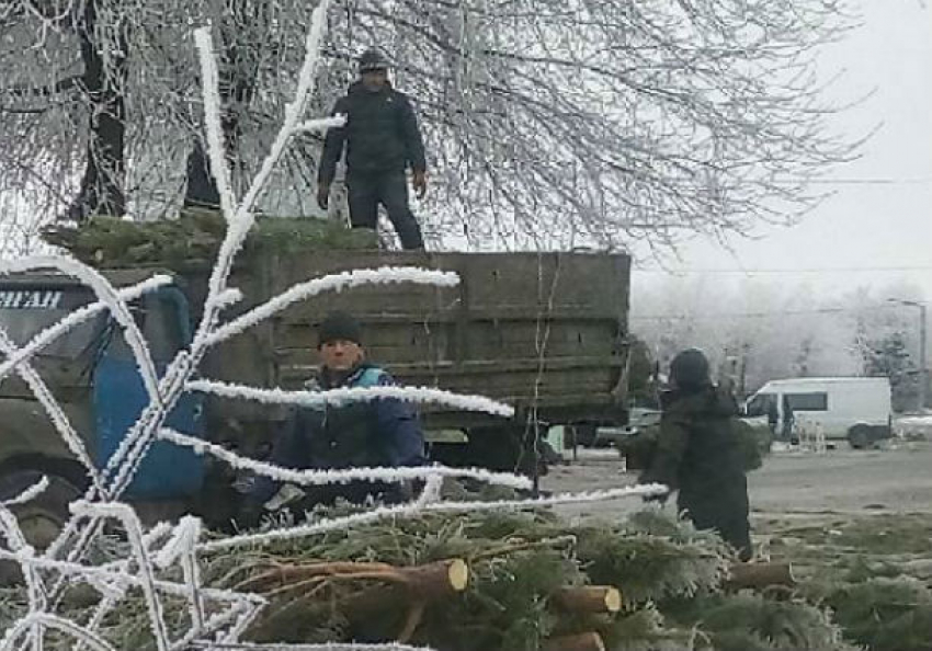 Гастарбайтеров заставили уничтожить новогодних красавиц в Ростове