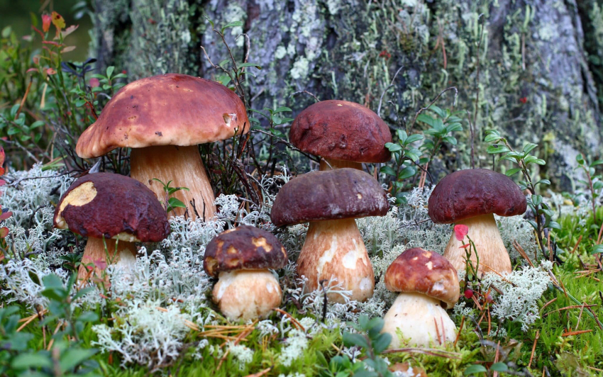 На Дону ряд съедобных грибов уберут из Красной книги Ростовской области в 2024 году