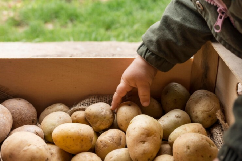 В Ростовской области фермер рассказал о росте цен и качества картофеля