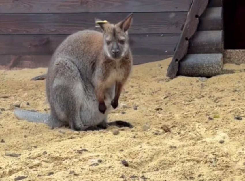 У кенгуру из парка «Лога» появился малыш