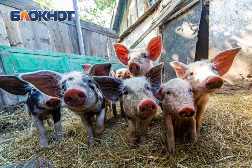 Вирус африканской чумы свиней выявили в одном из районов Ростовской области 