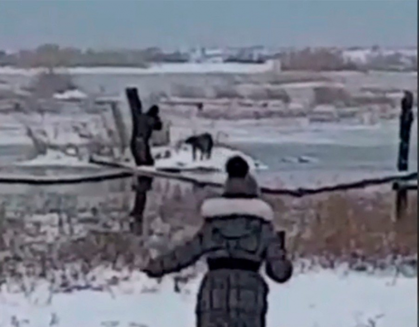 Застрявшую на острове раненую собачку спасли в Ростовской области