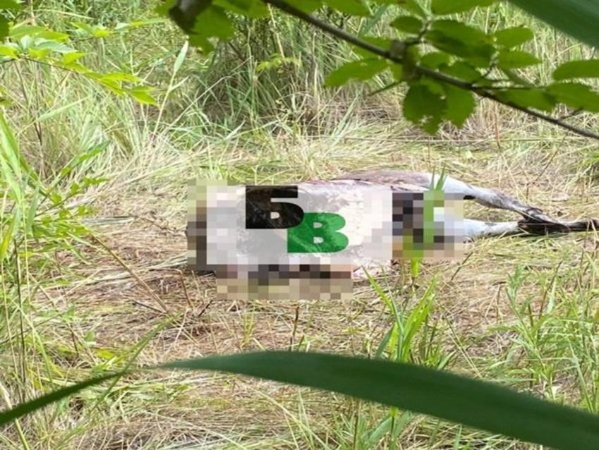 Выкрал и расчленил: батайчанин получил условный срок только за кражу осла