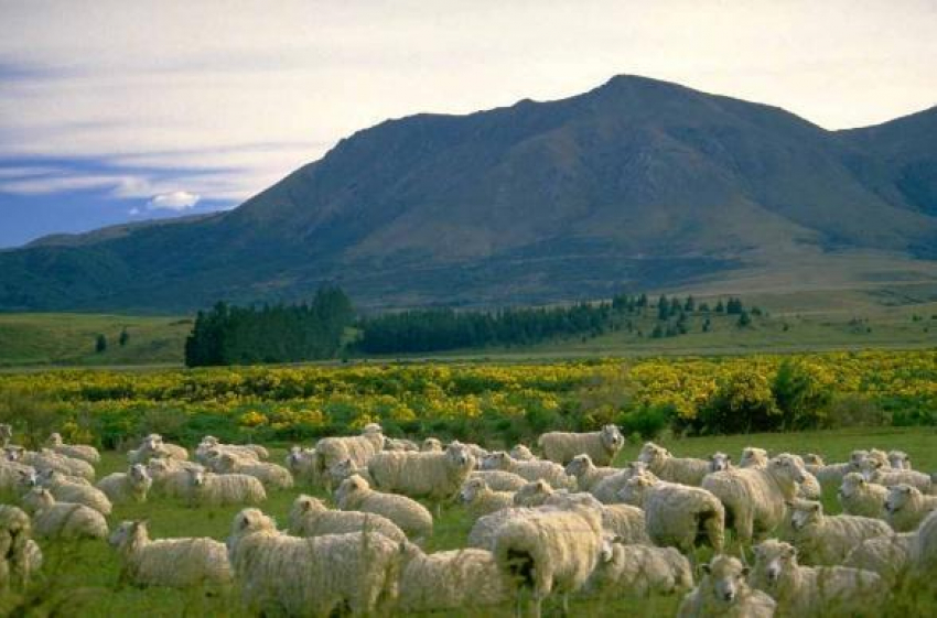 Новозеландская  компания  планирует открыть овечью ферму на Дону 