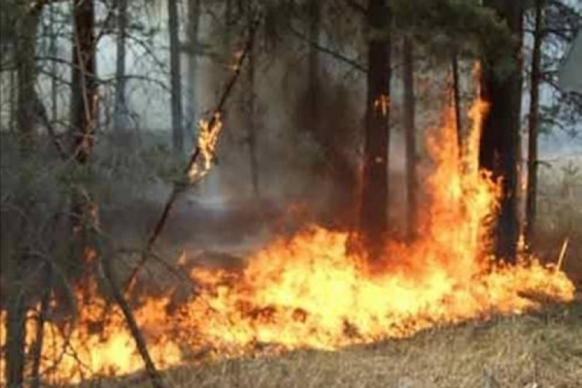 В лесах Ростовской области начался пожароопасный период