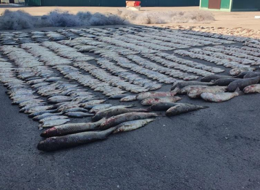 Два года лишения свободы грозит жителю Ростовской области за вылов рыбы