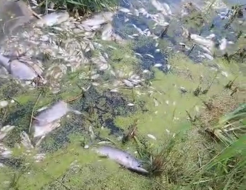 В Ростовской области детский тренер пожаловался на загрязнение реки очистными сооружениями