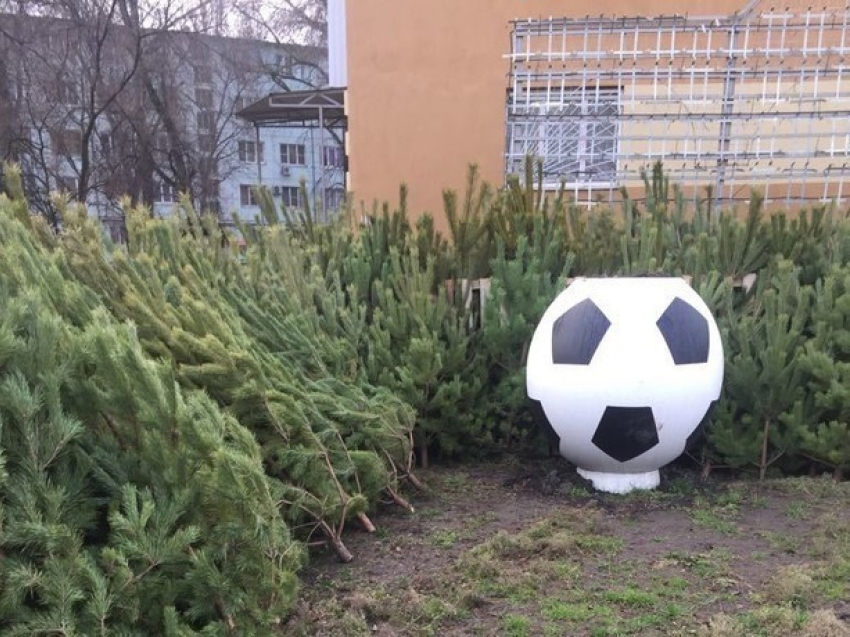 Борзых продавцов новогодних елок в Ростове «метлой» разогнали и влепили им штрафы
