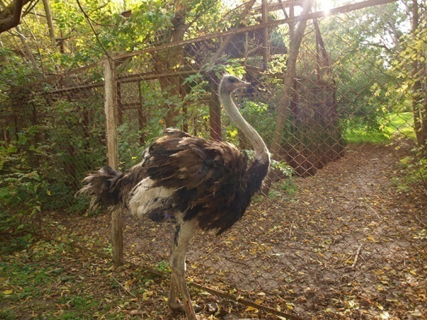 Ростовскому зоопарку подарили африканского страуса Кузю