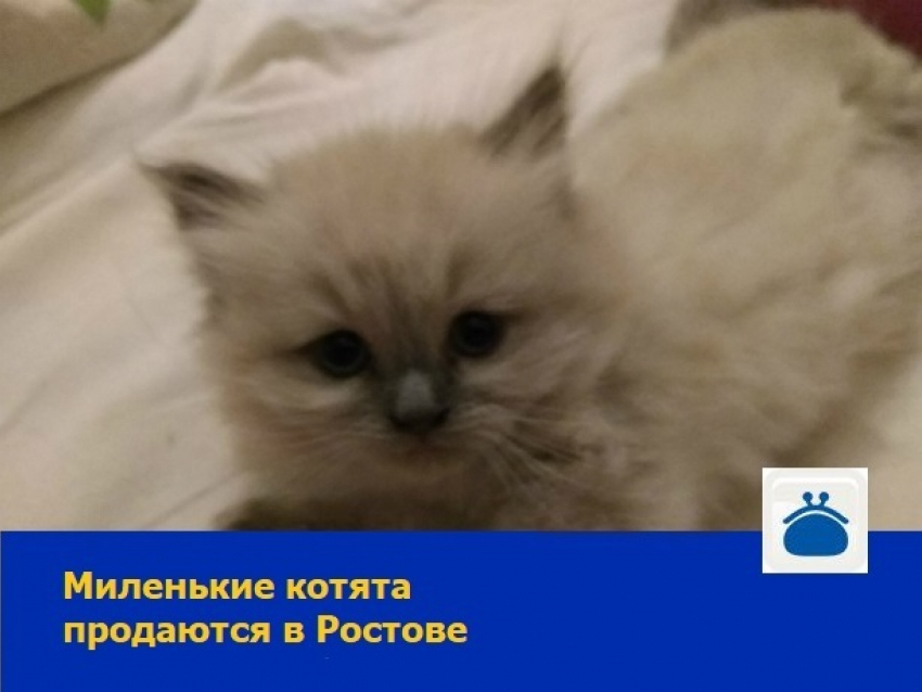 Миленьких котят-мальчиков продают в Ростове-на-Дону