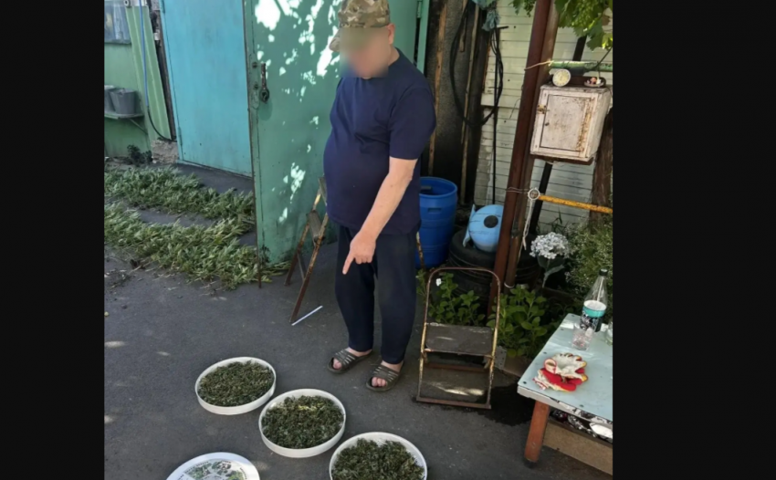 Пожилого мужчину задержали за выращивание 485 кустов конопли под Таганрогом