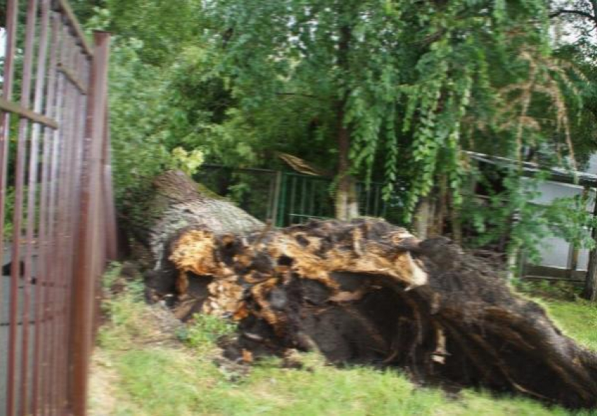 Огромный тополь упал на женщину в Батайске