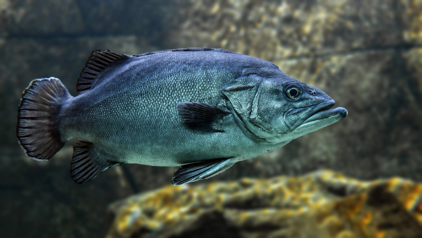 В Таганрогском заливе ожидается массовая гибель рыбы из-за жаркого лета