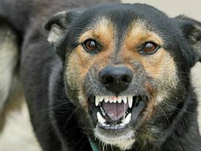 Бешеный пес жестоко искусал двух рабочих в Ростовской области 