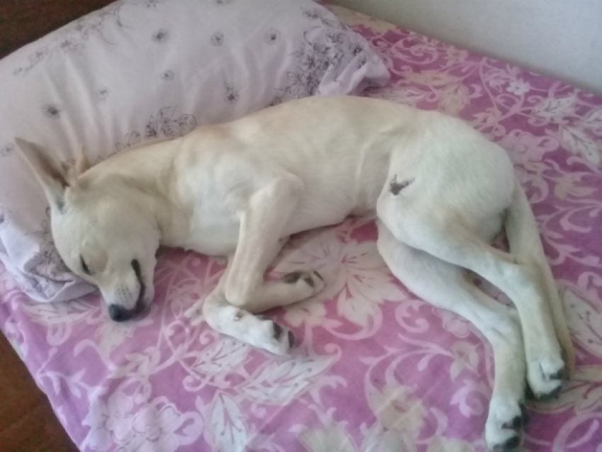 Удивительная история со сбитой собакой закончилась настоящей сказкой в Ростове
